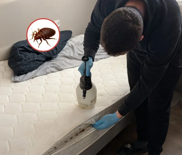 Technicien traitant un matelas contre les punaises de lit à Thieux